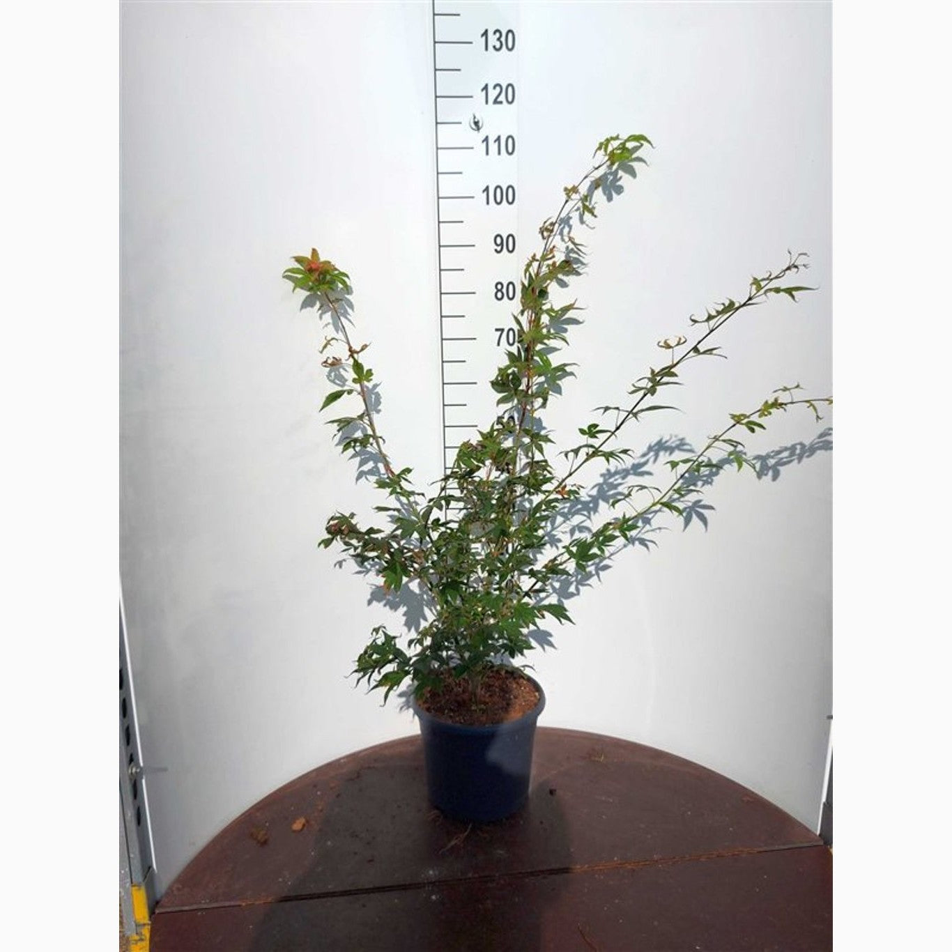 Japansk lönn – Acer pal. 'Osakazuki' - C10 60-80 CM